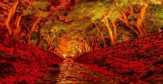 Japan Osaka Nagoya Kawaguchiko Momiji Kairo - ทัวร์ญี่ปุ่น โอซาก้า นาโกย่า คาวากุจิโกะ เที่ยวชมอุโมงค์ใบเมเปิ้ล โมมิจิ ไคโร (อิสระ 1 วัน)
