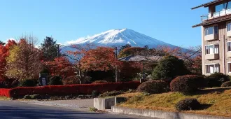 Japan Tokyo  Lavender Fuji Freeday - ทัวร์ญี่ปุ่น  โตเกียว ชมความงามเทศกาลดอกลาเวนเดอร์