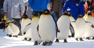 Japan Hokkaido Sapporo - ทัวร์ญี่ปุ่น ฮอกไกโด โนโบริเบ็ทสึ โอตารุ ซัปโปโร เที่ยวครบทุกวัน