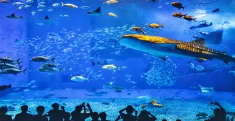 Japan Okinawa - ทัวร์ญี่ปุ่น ซุปตาร์ โอกินาว่า ลมหนาว ปะทะ ลมทะเล