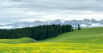 China Xinjiang West Urumqi Yining Narat Grassland Lavender Grassland - ทัวร์จีน ซินเจียงตะวันตก อุรุมชี อี้หนิง ชมทุ่งหญ้านาราถี ทุ่งลาเวนเดอร์ (ไม่ลงร้าน)