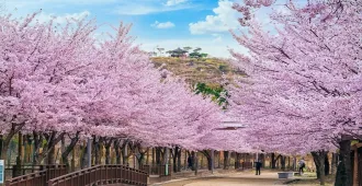 Korea Seoul Spring - ทัวร์เกาหลีใต้ โซล ฤดูใบไม้ผลิ
