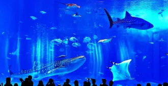 Japan Okinawa Churaumi Aquarim - ทัวร์ญี่ปุ่น ซุปตาร์ โอกินาว่า พิพิธภัณฑ์สัตว์น้ำชุราอูมิ พาใจไปเจอฉลามวาฬ