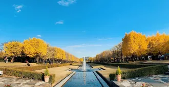 Japan Tokyo Kawagoe Fuji Maple Corridor - ทัวร์ญี่ปุ่น มหัศจรรย์ โตเกียว คาวาโกเอะ ฟูจิ อุโมงค์เมเปิ้ล (อิสระ 1 วัน)