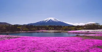 Japan Alps Kamikochi Pinkmoss - ทัวร์ญี่ปุ่น คามิโคจิ กำแพงหิมะ ชมดอกพิงส์มอส