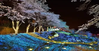 Japan Tokyo German Village Winter Illumination Kawagoe Fuji  - ทัวร์ญี่ปุ่น มหัศจรรย์ โตเกียว คาวาโกเอะ ฟูจิ เทศกาลประดับไฟหมู่บ้านเยอรมันแห่งโตเกียว (อิสระ 1 วัน)