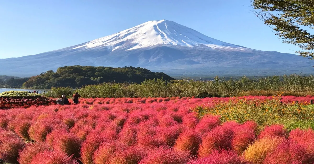 Japan Tokyo Oishi Park Free Day - ทัวร์ญี่ปุ่น โตเกียว ตะลุยทุ่งดอกโคเชีย สวนโออิชิปาร์ค (อิสระ 1 วัน)