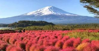 Japan Tokyo Oishi Park Free Day - ทัวร์ญี่ปุ่น โตเกียว ตะลุยทุ่งดอกโคเชีย สวนโออิชิปาร์ค (อิสระ 1 วัน)