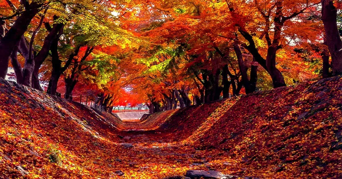 Japan Tokyo Kamikochi maple Tunnel Fuji Autumn - ทัวร์ญี่ปุ่น มหัศจรรย์ โตเกียว คามิโคจิ อุโมงค์เมเปิ้ล ฟูจิ ใบไม้เปลี่ยนสี