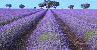 Wonderful Lavender  In Turkiye - มหัศจรรย์ลาเวนเดอร์ ประเทศตุรกี