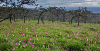  Thailand Chaiyaphum - ชัยภูมิ เทศกาลทุ่งดอกกระเจียว 