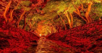 Japan Nagoya Toyota MomijiGari Autumn Land - ทัวร์ญี่ปุ่น นาโกย่า ชมใบไม้เปลี่ยนสี อุโมงค์เมเปิ้ล ณ ทะเลสาบคาวากุจิโกะ