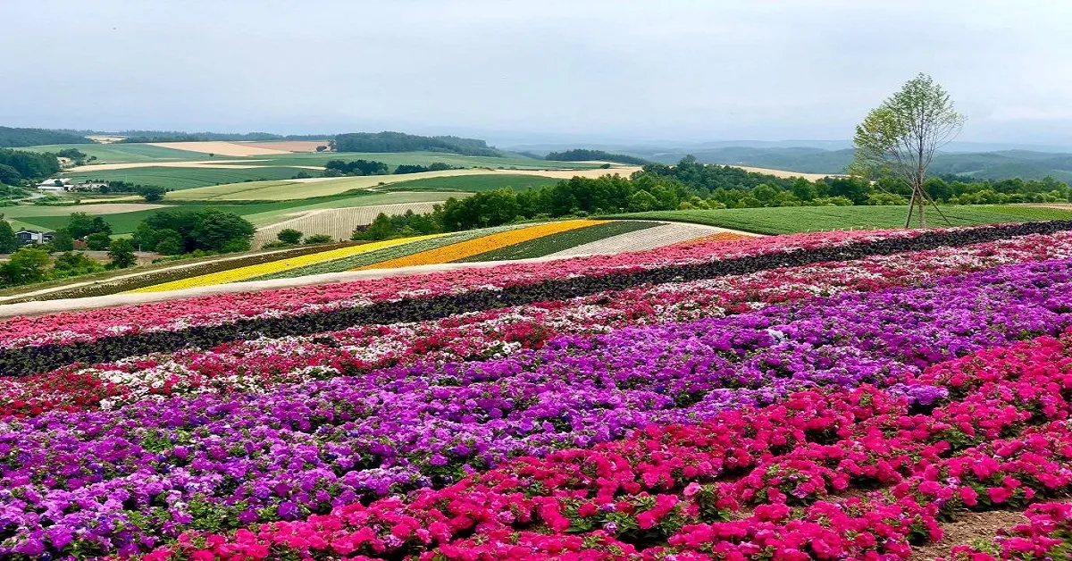 Japan Hokkaido shiretoko Shikisai no Oka - ทัวร์ญี่ปุ่น ฮอกไกโด ขิเรโตโกะ ทุ่งดอกไม้หลากสี ชิกิไซโนะโอกะ