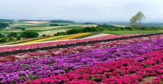 Japan Hokkaido shiretoko Shikisai no Oka - ทัวร์ญี่ปุ่น ฮอกไกโด ขิเรโตโกะ ทุ่งดอกไม้หลากสี ชิกิไซโนะโอกะ