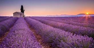 France Italy - ทัวร์ฝรั่งเศส อิตาลี พรัววองส์ ริเวียร่า เที่ยวชมทุ่งดอกลาเวเดอร์