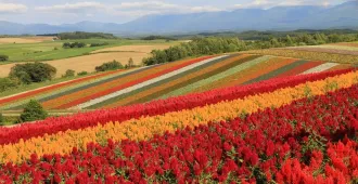 Japan Hokkaido Asahikawa Sapporo Shikisai no Oka  - ทัวร์ญี่ปุ่น  ฮอกไกโด อาซาฮิคาว่า ซัปโปโร ชมสวนชิคิไซโนะโอกะ (กิจกรรมเก็บเชอร์รี่ , บุฟเฟต์เมล่อน)