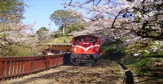 Taiwan Taipei Taichung Chiayi Alishan - ทัวร์ไต้หวัน ไทเป ไตชุง เจียอี้ นั่งรถไฟบน อุทยานแห่งชาติอาลีซาน 1 ใน 3 เส้นทางรถไฟที่สวยที่สุดในโลก