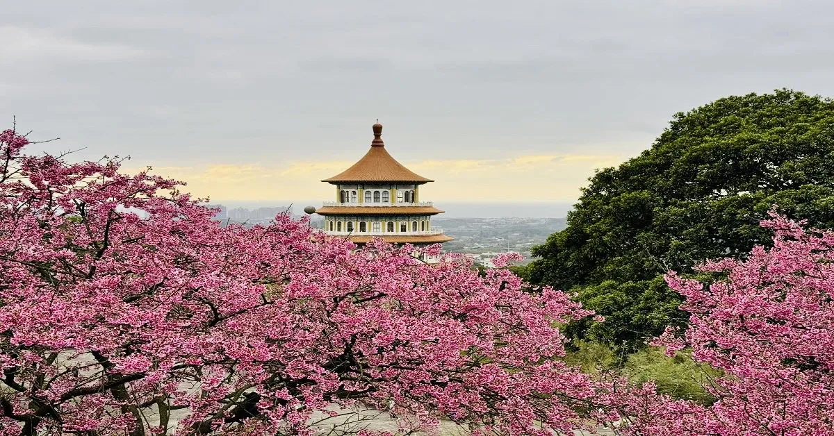 Taiwan Taipei Taichung Taoyuan Sakura Season Part 2 - ทัวร์ไต้หวัน ไทเป ไถจง เถาหยวน มหัศจรรย์ ชมซากุระ วัดอู่จีเทียนหยวน (บินตรงเชียงใหม่)