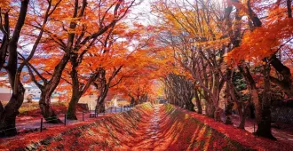 Tokyo Classic Fuji Hakone Freeday Or Disneyland Autumn - ทัวร์ญี่ปุ่น โตเกียว ฟูจิ ฮาโกเนะ อิสระเต็มวัน หรือ สวนสนุกโตเกียวดิสนีย์แลนด์ ใบไม้เปลี่ยนสี