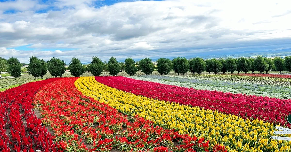 Japan Hokkaido Sapporo Otaru Furano Freeday - ทัวร์ญี่ปุ่น ฮอกไกโด ซัปโปโร โอตารุ ฟูราโน่ ชมดอกไม้หลากสี พิพิธภัณฑ์กล่องดนตรี เที่ยวอิสระ 1 วัน