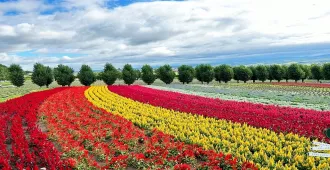 Japan Hokkaido Sapporo Otaru Furano Freeday - ทัวร์ญี่ปุ่น ฮอกไกโด ซัปโปโร โอตารุ ฟูราโน่ ชมดอกไม้หลากสี พิพิธภัณฑ์กล่องดนตรี เที่ยวอิสระ 1 วัน
