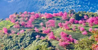 China Kunming Dali Lijiang Sakura Winter - ทัวร์จีน คุนหมิง ต้าหลี่ ลี่เจียง ชมซากุระบานช่วงฤดูหนาว (ไม่ลงร้าน)