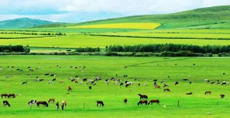 China Inner Mongolia Ordos Hohhot Mausoleum of Genghis Khan Yellow River Stone Forest - ทัวร์จีน มองโกเลียใน ออร์ดอส ฮูฮอต สุสานเจสกิงข่าน หุบเขาแม่น้ำฮวงโหเหล่าเนี่ยววาน