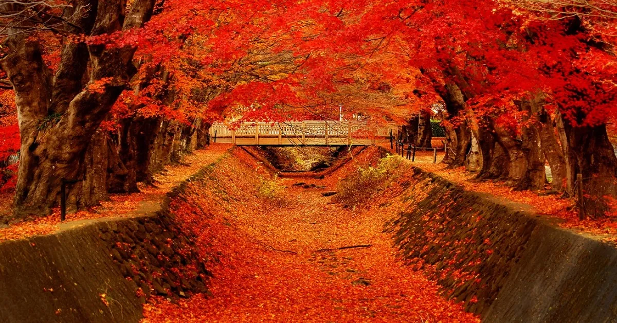 Japan Tokyo Fuji  Narita Freeday Autumn - ทัวร์ญี่ปุ่น มหัศจรรย์ โตเกียว ฟูจิ นาริตะ ชมใบไม้เปลี่ยนสี อิสระ 1 วัน