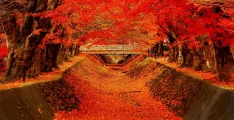 Japan Tokyo Fuji  Narita Freeday Autumn - ทัวร์ญี่ปุ่น มหัศจรรย์ โตเกียว ฟูจิ นาริตะ ชมใบไม้เปลี่ยนสี อิสระ 1 วัน