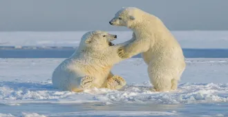 France Norway Ponant Le commandant Charcot Geographic North Pole and Magnetic North Pole - ทัวร์ล่องเรือสำราญ ฝรั่งเศส นอร์เวย์ ทรานส์เเอตเเลนติก ข้าม 2 จุดสูงสุดขั้วโลกเหนือ