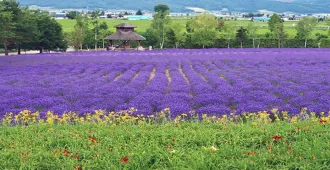 Japan Hokkaido Hakodate Lavender Tomita Farm - ทัวร์ญี่ปุ่น ฮอกไกโด ฮาโกดาเตะ ชมทุ่งลาเวนเดอร์ ฟาร์มโทมิตะ