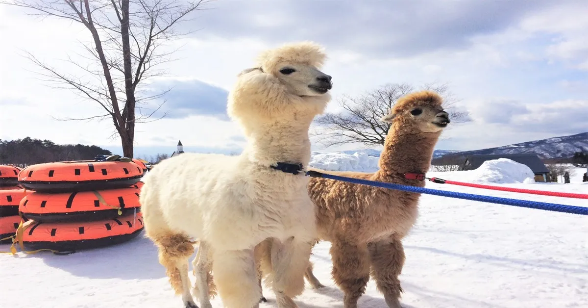 Japan Osaka Takayama Shinhotaka Winter - ทัวร์ญี่ปุ่น โอซาก้า ทาคายาม่า  สนุกกับกิจกรรมลานหิมะและชมความงดงามของเทือกเขาแอป์ (อิสระ 1 วัน)