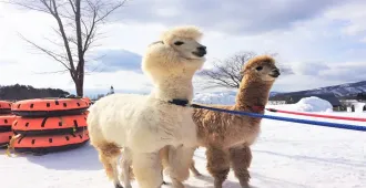Japan Osaka Takayama Shinhotaka Winter - ทัวร์ญี่ปุ่น โอซาก้า ทาคายาม่า  สนุกกับกิจกรรมลานหิมะและชมความงดงามของเทือกเขาแอป์ (อิสระ 1 วัน)