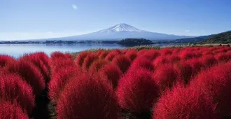 ่่Japan Tokyo Fuji Kawagoe  Autumn - ทัวร์ญี่ปุ่น โตเกียว ฟูจิ คาวาโกเอะ  ใบไม้เปลี่ยนสีคาวากุจิโกะ 