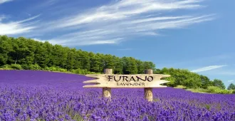 Japan Hokkaido Tomamu Unkai - ทัวร์ญี่ปุ่น ฮอกไกโด โทมามุ อุนไค ทุ่งดอลาเวนเดอร์