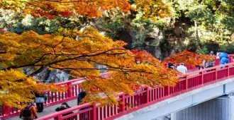 Japan Osaka Kyoto Tokyo Osaka Castle Or Universal Studios Autumn - ทัวร์ญี่ปุ่น โอซาก้า เกียวโต โตเกียว อุจิ หุบเขาโครังเค อุโมงค์ใบเมเปิ้ล ปราสาทโอซาก้า หรือ ยูนิเวอร์แซล สตูดิโอ ใบไม้เปลี่ยนสี