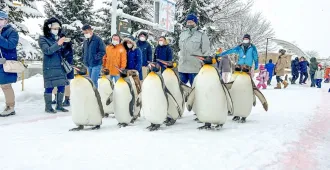 Japan Hokkaido Snow Kingdom - ทัวร์ญี่ปุ่น ฮอกไกโด อาณาจักรหิมะ ชมพาเหรดเพนกวินและขับสโนโมบิว