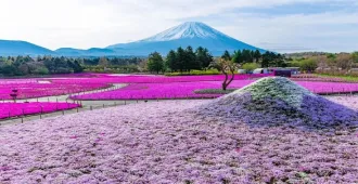 Japan Tokyo Narita Sakura Fuji Shibazakura Park - ทัวร์ญี่ปุ่น โตเกียว นาริตะ ชมเทศกาลชิบะซากุระ (อิสระ 1 วัน)
