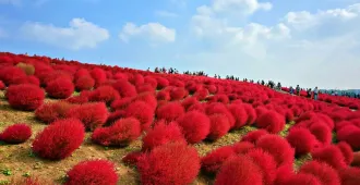 Japan Tokyo Kawaguchiko Narita Ibaraki - ทัวร์ญี่ปุ่น โตเกียว คาวากุจิโกะ นาริตะ อิบารากิ ตะลุยทุ่งดอกโคเชีย