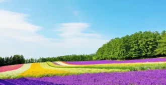 Japan Hokkaido Asahikawa Otaru Lavender - ทัวร์ญี่ปุ่น ฮอกไกโด ซุปตาร์...ฤดูร้อน เมล่อน ลาเวนเดอร์