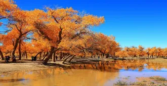 China Southern Xinjiang Kashgar Baisha Lake Autumn - ทัวร์จีน ซินเจียงใต้ คัชการ์ ทะเลสาบไป๋ซาหู ปาปารอส หูหยางหลิน ใบไม้เปลี่ยนสี (ไม่ลงร้าน)