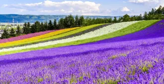 Japan Hokkaido Sapporo - ทัวร์ญี่ปุ่น ฮอกไกโด ซัปโปโร ซัมเมอร์ ซัมใจ เที่ยวฟาร์มดอกลาเวนเดอร์ 