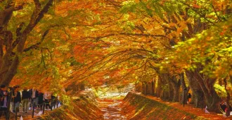Japan Tokyo Fuji Nikko Romantic Autumn - ทัวร์ญี่ปุ่น โตเกียว ฟูจิ นิกโก้ อุโมงค์ใบเมเปิ้ล ศาลเจ้าฮิคาวะ โรแมนติก ใบไม้เปลี่ยนสี