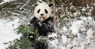 China Chengdu Bipenggou Bipenggou - ทัวร์จีน เฉิงตู ปี้เผิงโกว สี่ดรุณี แพนด้าตูเจียงเยี่ยน (ไม่ลงร้าน)
