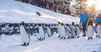 Japan Sapporo Obihiro Asahiyama Zoo  Heat Balloon - ทัวร์ญี่ปุ่น ซัปโปโร โอบิฮิโระ สวนสัตว์อาซาฮียาม่า บอลลูนลมร้อน