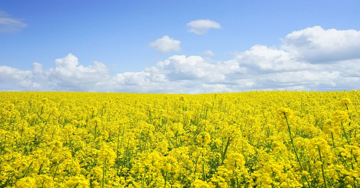 China Kunming  Flowers Bloom - ทัวร์จีน คุนหมิง อี้เหลียง โล่วผิง ชมซากุระเเละทุ่งดอกมัสตาร์ด (ลงร้าน) 