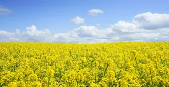 China Kunming  Flowers Bloom - ทัวร์จีน คุนหมิง อี้เหลียง โล่วผิง ชมซากุระเเละทุ่งดอกมัสตาร์ด (ลงร้าน) 