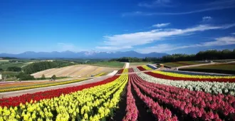 Japan Hokkaido Shikisai no Oka Otaru - ทัวร์ญี่ปุ่น ฮอกไกโด สวนชิคิไซ โนะ โอคะ คลองโอตารุ