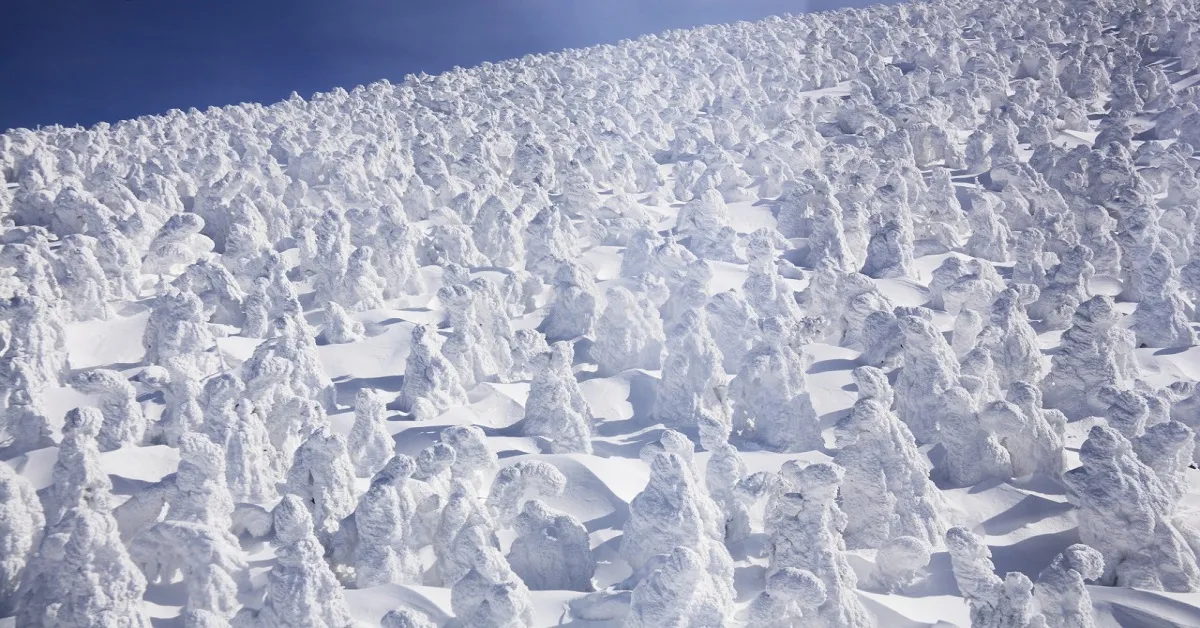 Japan Sendai Yamagata Zao Ice Monster - ทัวร์ญี่ปุ่น เซ็นได ยามากาตะ นั่งกระเช้าชมภูเขาซาโอะ ไอซ์มอนสเตอร์ 