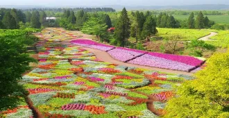Japan Kyushu Kuju Flower Summer Yufuin floral village - ทัวร์ญี่ปุ่น คิวชู เกาะใต้ ชมทุ่งดอกไม้คูจู หมู่บ้านยูฟูอิน